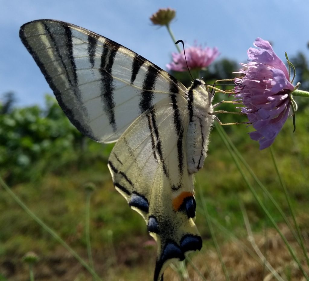 Iphiclides podalirius